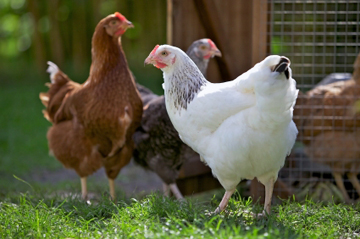 Chicken sitters hard to find