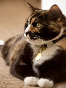 Microchip Helps Willow (a Calico Cat) Return Home After 5 Years