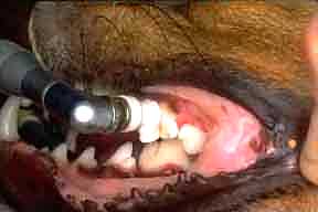 Polishing of Dog's Teeth