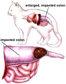 severe constipation in cats