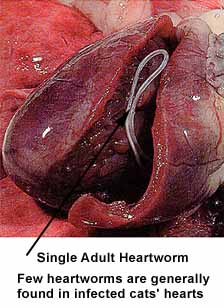 Heartworm Infected Cat Heart
