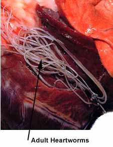 Heartworm Infected Dog's Heart