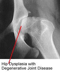 degenerative joint disease in dogs treatment