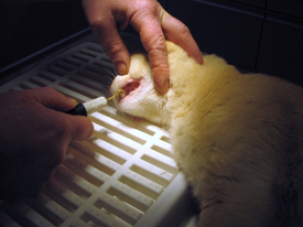 Regular dental check-ups prevent disease in your cat.