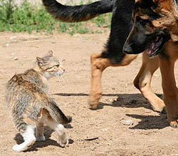 Cat And Dog Fighting