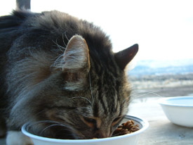 Cats use certain sounds to influence human behavior.