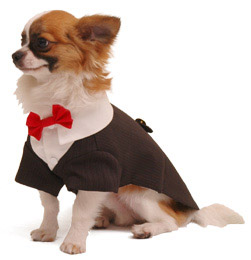 Dog dressed for a wedding