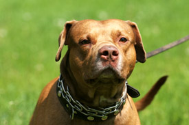 Pit Bulls are the breed most often abused and mistreated in dogfighting rings.