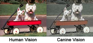 what colors do dogs see compared to humans