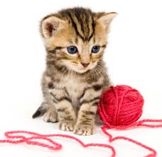 kitty playing with yarn