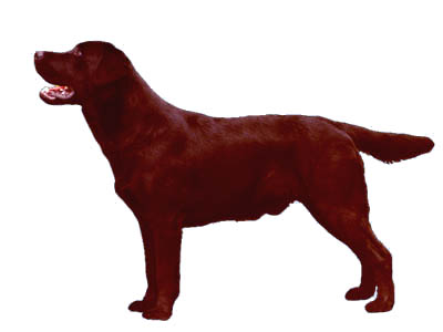 labrador body