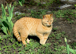 Cats are curious and it's not uncommon for cats to go missing.