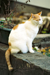 Leave food and water outside for your cat so that he or she may return.