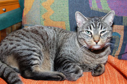 Pet owners may be wiling to give up smoking for their pets.