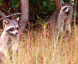 Raccoons are highly susceptible to rabies.