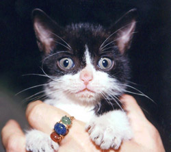 http://vetnetwork.net/pca/articles/news/images/scared_kitten.jpg