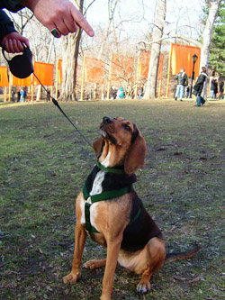 A dog's intelligence is on par with a 2-year-old child, according to Professor Stanley Coren