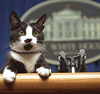 Socks, the First Pet