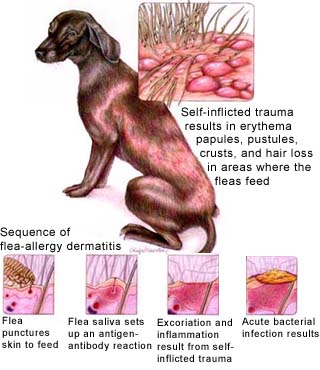 severe flea allergy in dogs