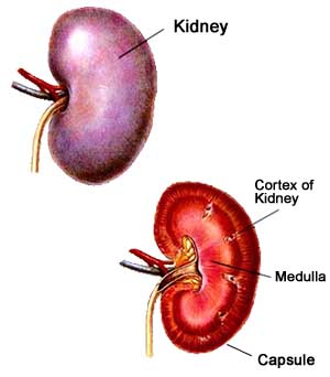 Normal Kidney
