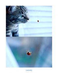 Curiosity