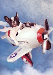 Dog in plane