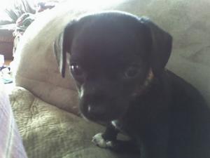 Molly Ficklin