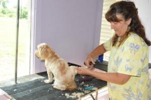 Cindy grooming little dog looking out window