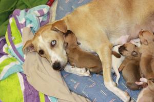 Casey and Pups