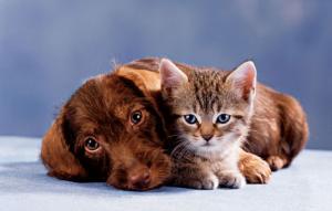 Stray Animal Fund