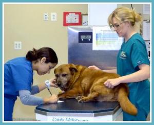 Leesburg Veterinary Hospital Veterinarians in Leesburg Loudoun County 