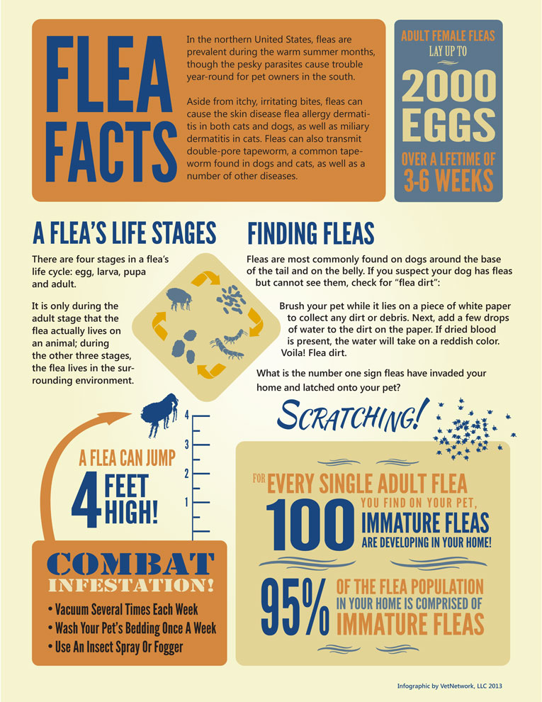 VetCompass on X: 🐹Infographic for the latest paper of the health of pet hamsters in the UK: Infographic can be accessed here: / X
