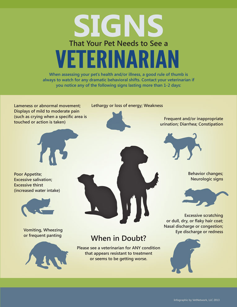 VetCompass on X: 🐹Infographic for the latest paper of the health of pet  hamsters in the UK: Infographic can be accessed here:    / X