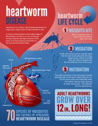 Heartworm Disease