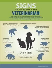 Should You See The Vet?