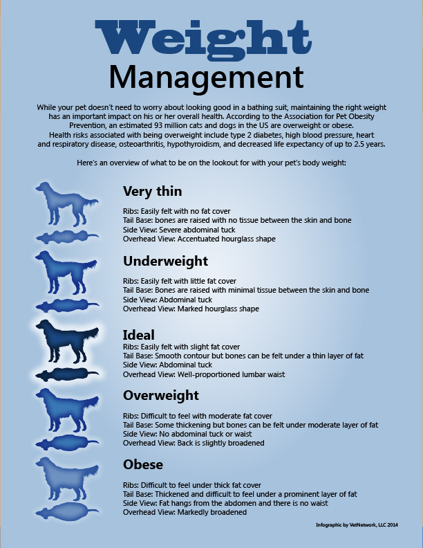 Maintaining Healthy Weight for Pets, Pet Weight Loss Ideas, Vet Advice,  Resources - Vetstreet