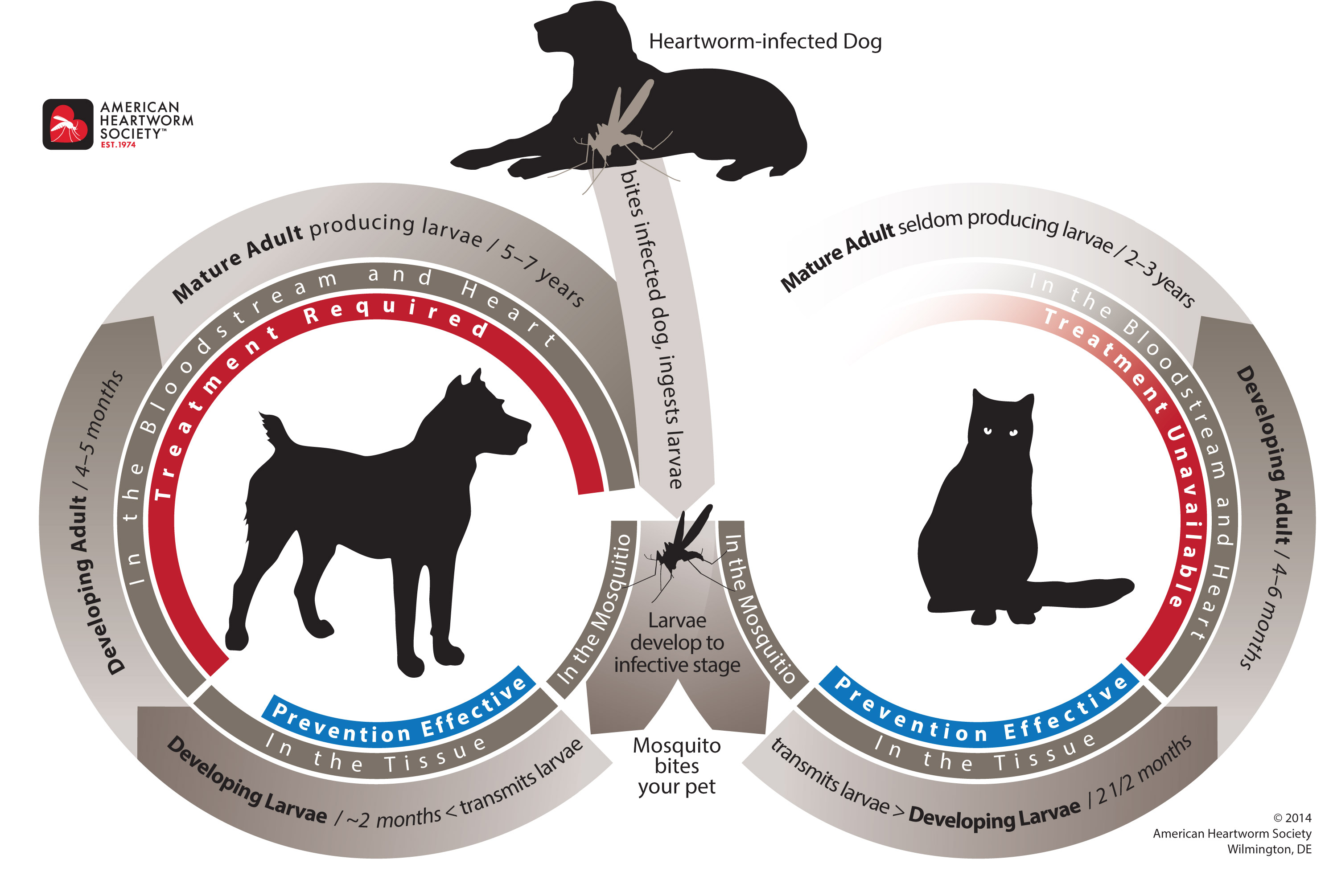 Heartworm Disease Cycle