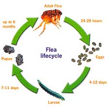 Friend make incubator: This is Incubation period for flea eggs